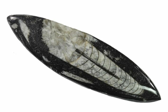 Polished Fossil Orthoceras (Cephalopod) - Morocco #138408